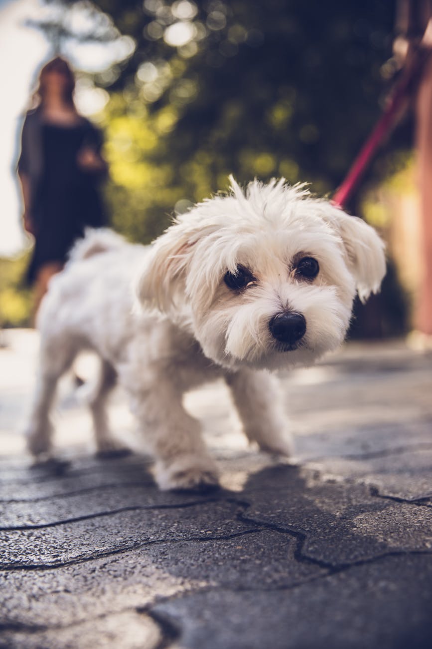 selective focus photography of white adorable puppy walking outdoors